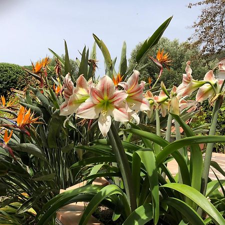 הוילה פישוטה Il Vicolo Palinuro מראה חיצוני תמונה